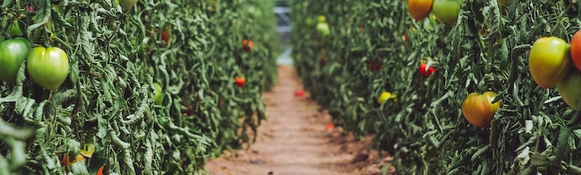 Row of tomatoes with a path