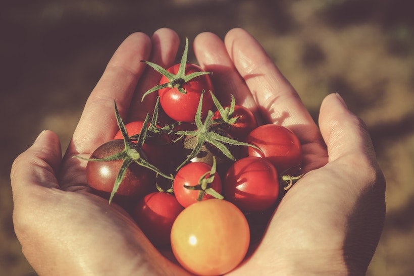 Person with hands outstretched and tomatoes in hand