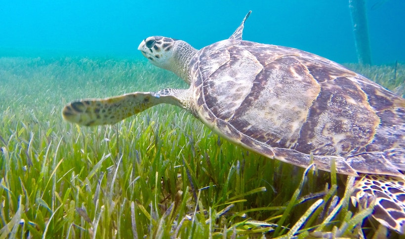 Turtle swimming in the ocean