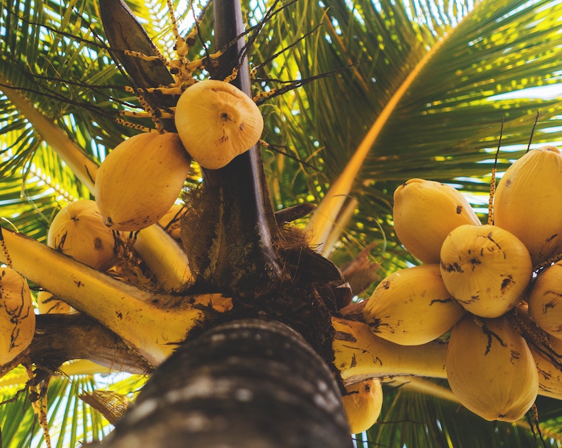 Coconut fruits still on the tree