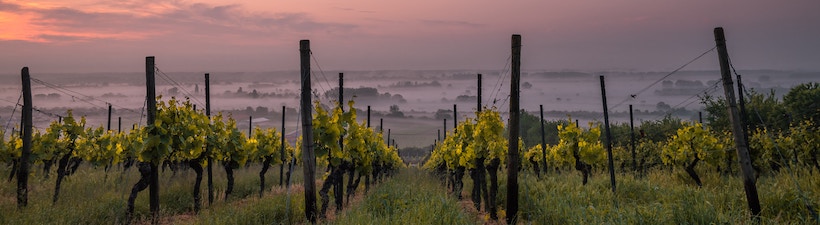 Dusk over a vineyard with clouds