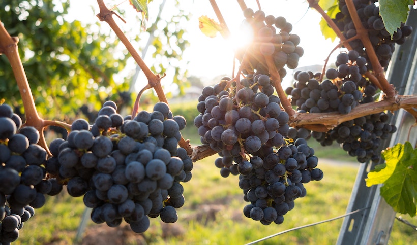 Bunches of grapes on a vine with sun in background