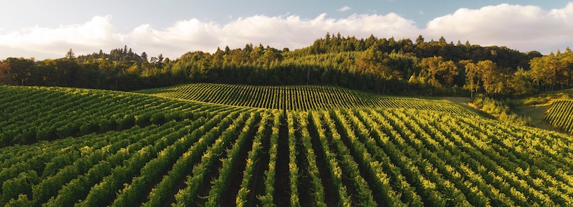 Vineyard with Clouds Overhead