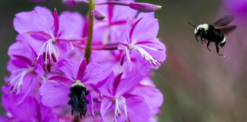 Bumblebees on a Purple Flower