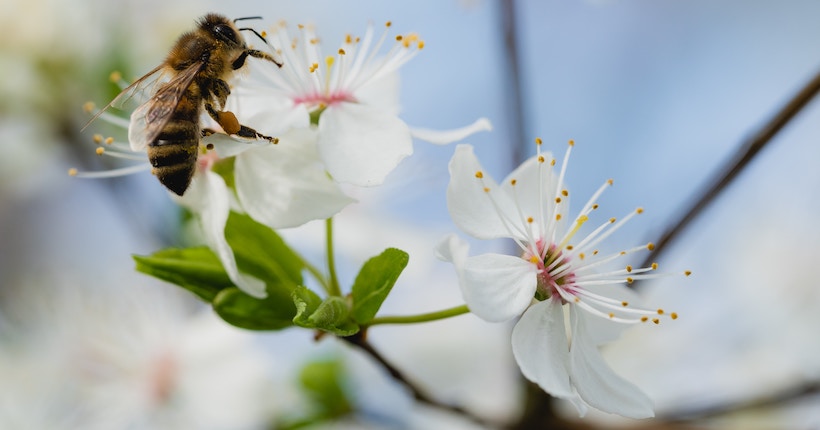 Honeybee lands on a white flower