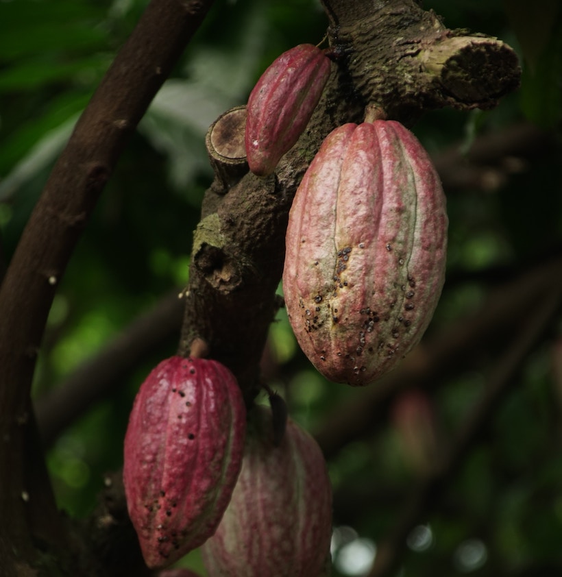 Cocoa fruits on a cacao tree