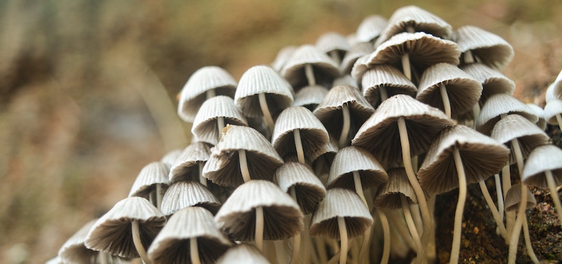 Cluster of small mushrooms