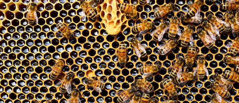 Closeup of a honeycomb with bees