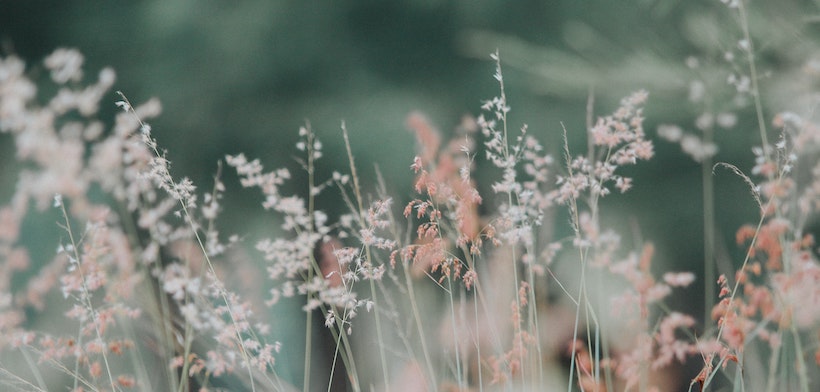 Tall grasses with flowers