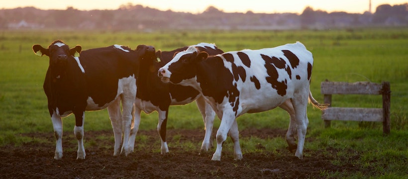 Three cows at sunrise with a small fence