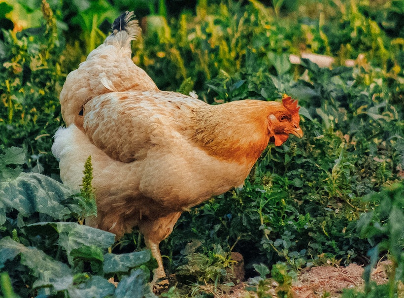 Hen in a garden