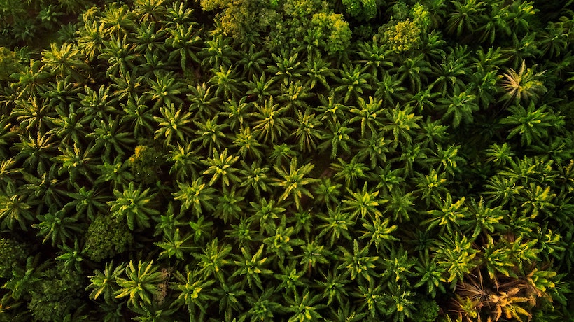 Palm tree photo from above