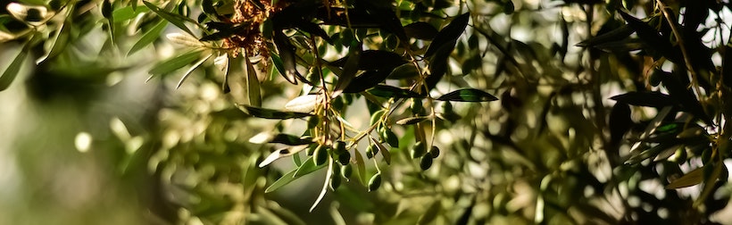 Olives on Branch Hanging