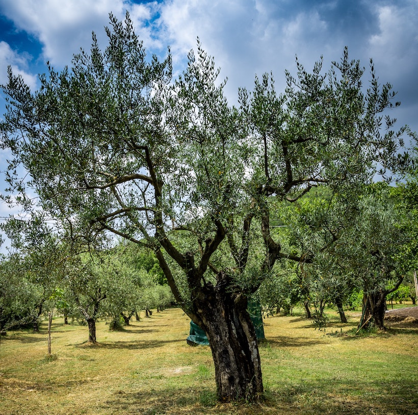 An olive tree in Amelia, Umbria, Italy