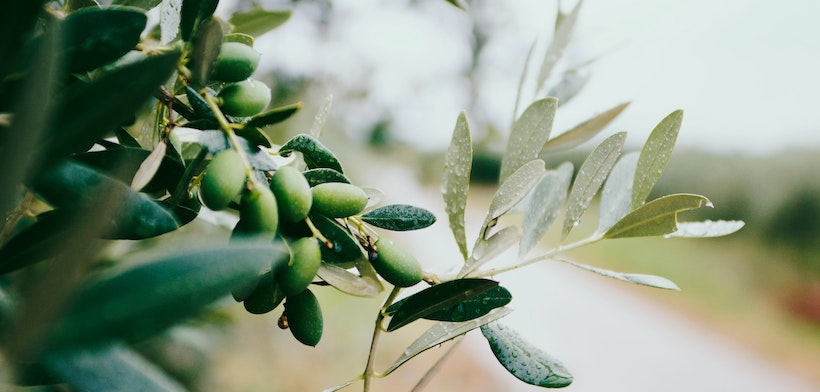 Olives on the branch with nice leaves