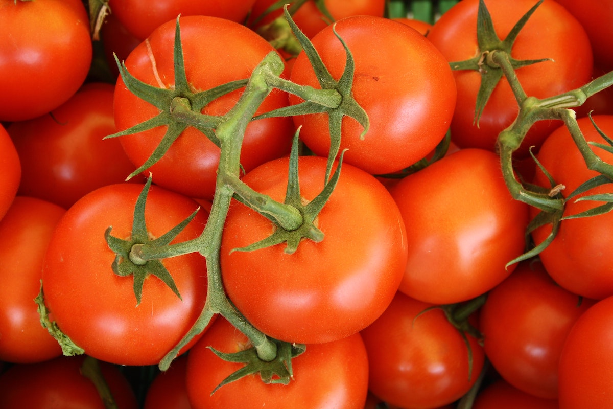 History of the Tomato: A Poisonous Reputation and Fruit Fights