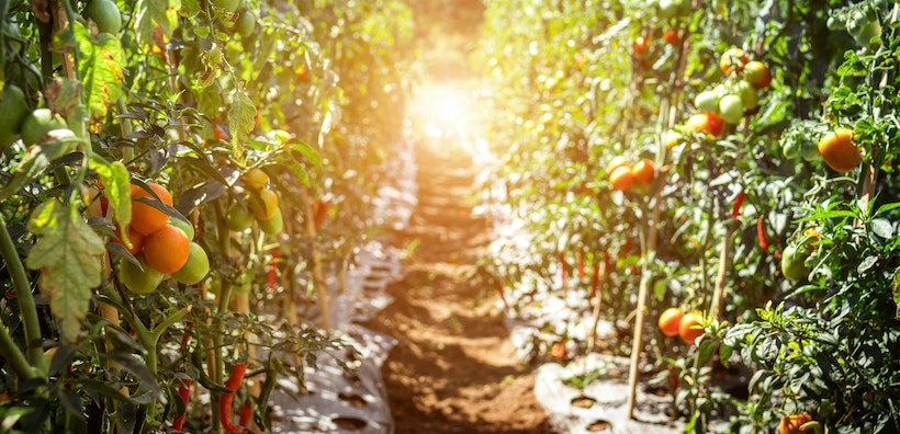 Tomatoes on vines in various stages of ripeness