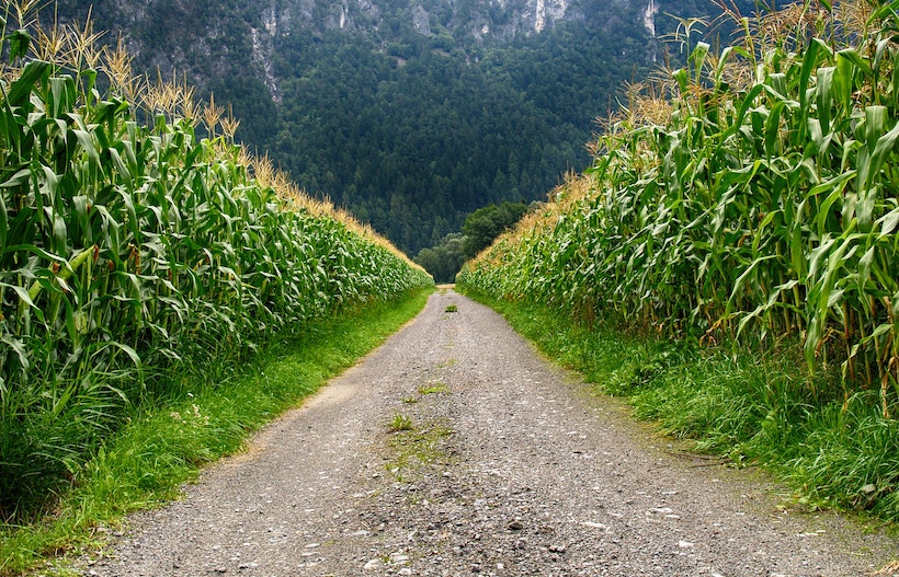 Road and mountain and field