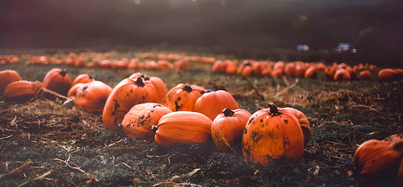 Light from afternoon sun on a pumpkin patch