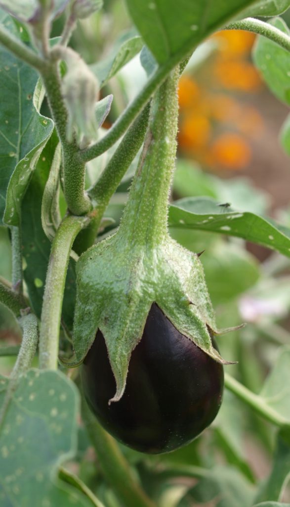 An eggplant ripening on the vine