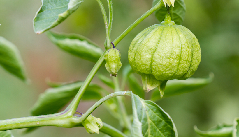 A tomatillo on the vine in an outdoor garden