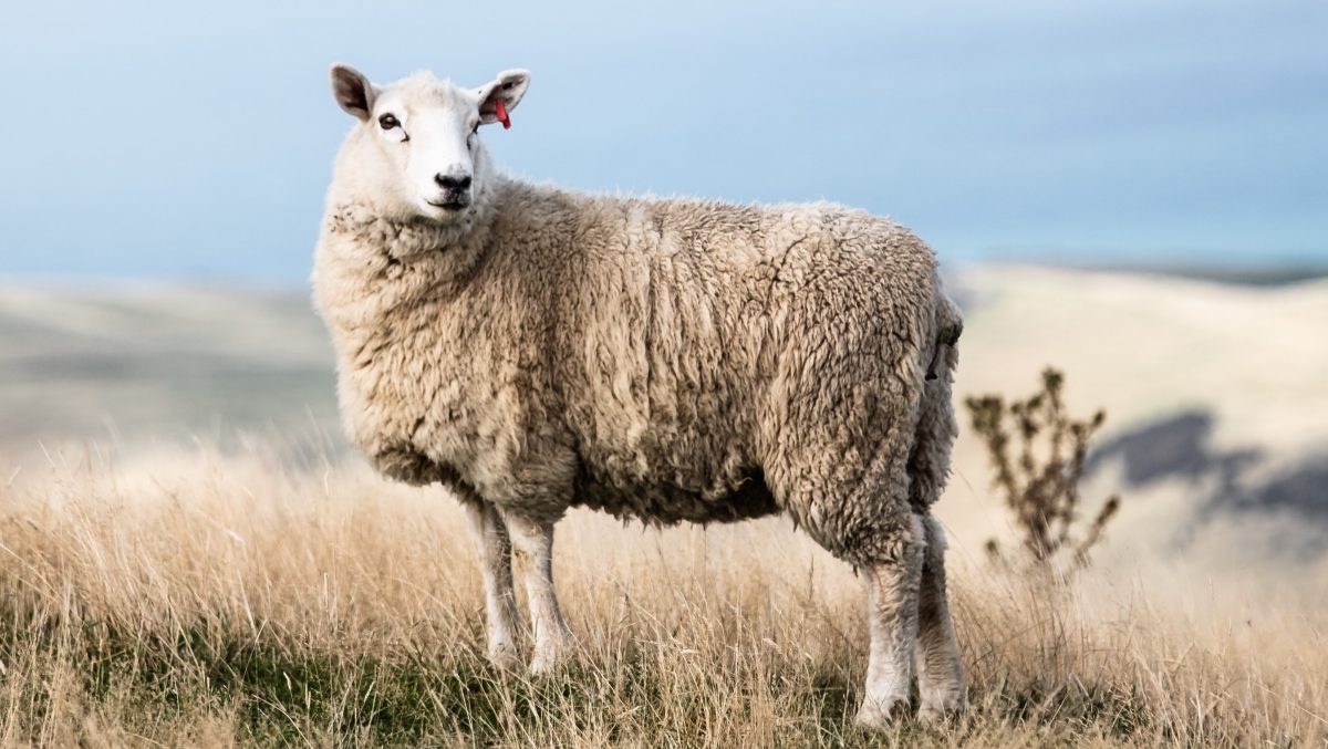 Sheep standing on a hill