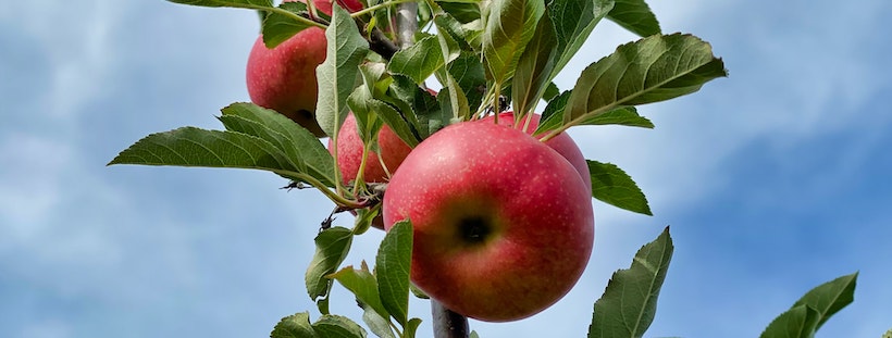 Apples on a branch shot from below