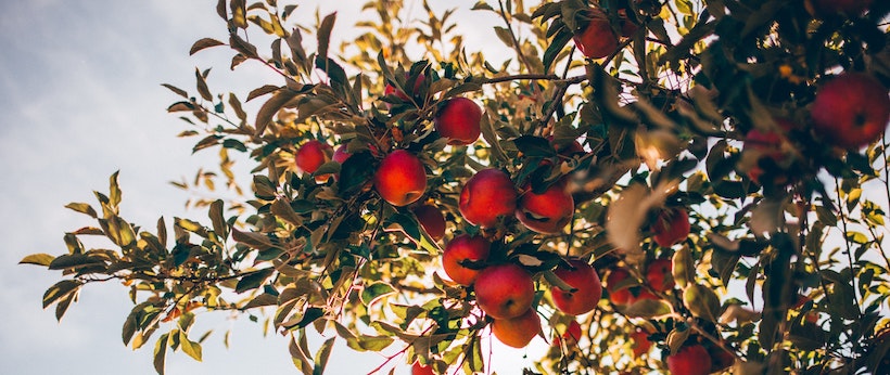 Bunch of apples on the branch of an apple tree