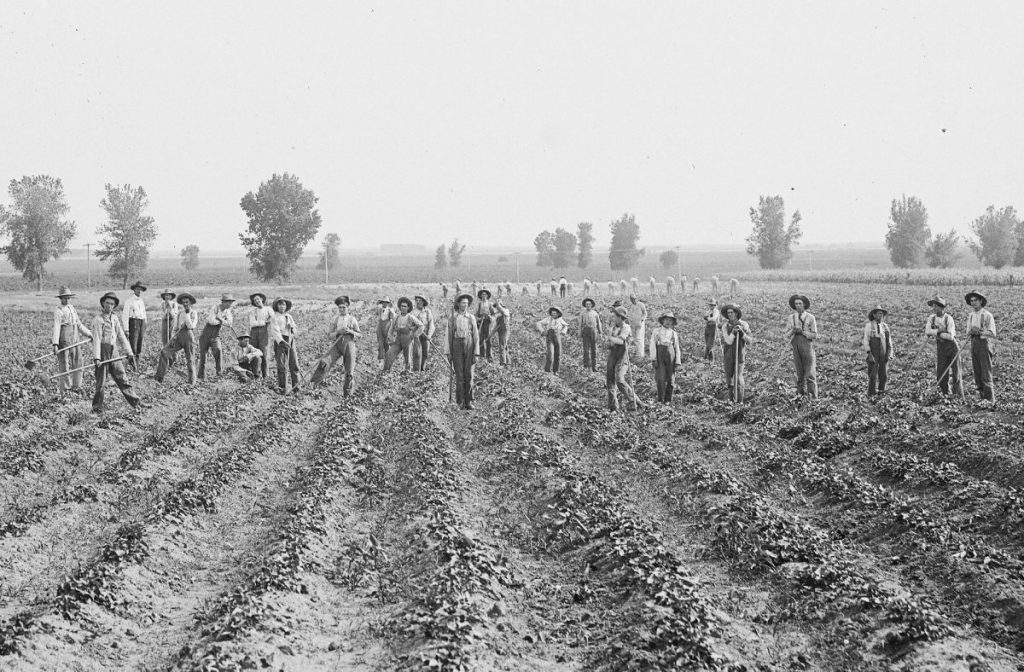 Boys working the sweet potato fields in Kearney, Nebraska