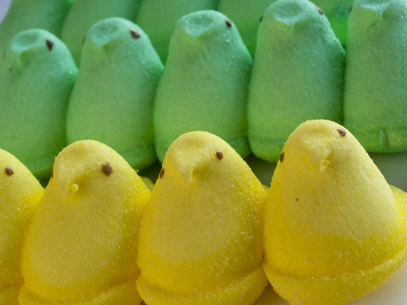 Easter marshmallow chicks in a row.